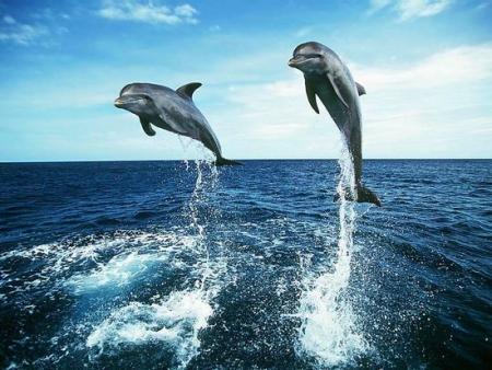 MON Z'ANIMO PREFERE...